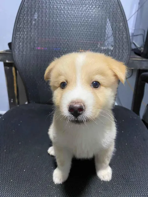 Just adopted this little dude today!