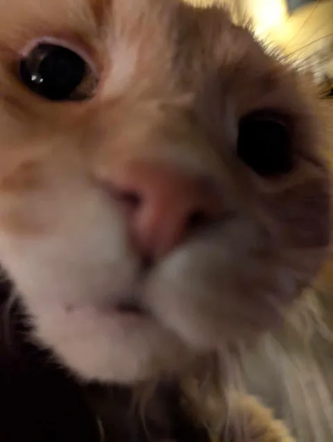 Send a closeup shot of your cat