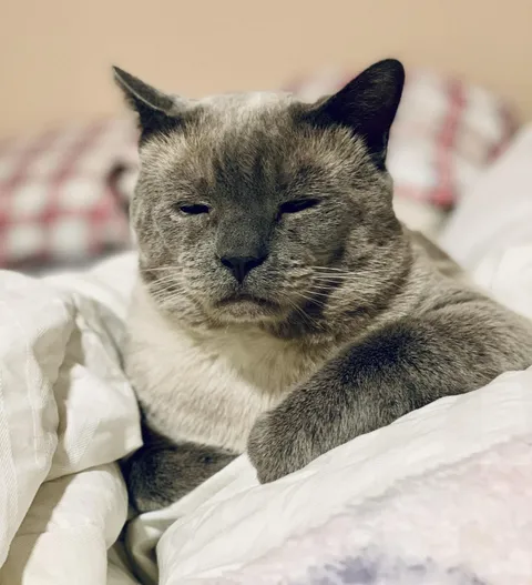 Diabetic. No tail. One eye. This is Chappie. 