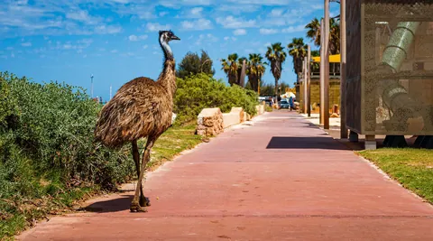 2 1/2 weeks in Western Australia