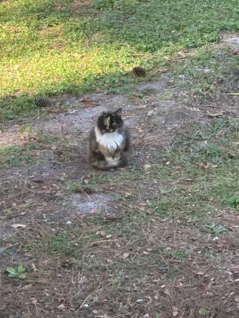 Goodbye is never easy, even for strays