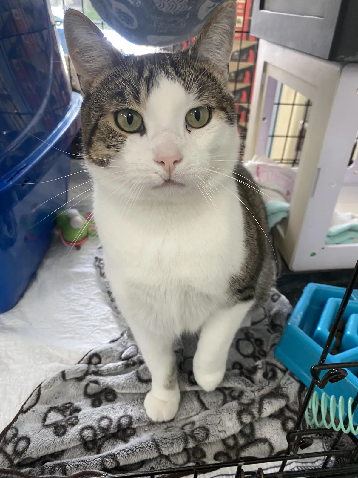 This is Bummer from our shelter. When he came in, he didn’t trust us at all but now he can’t have enough love. He drools a little from happiness ❤️❤️❤️