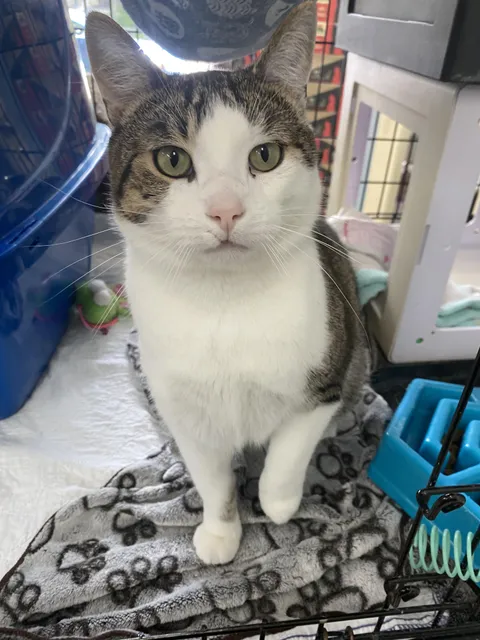 This is Bummer from our shelter. When he came in, he didn’t trust us at all but now he can’t have enough love. He drools a little from happiness ❤️❤️❤️