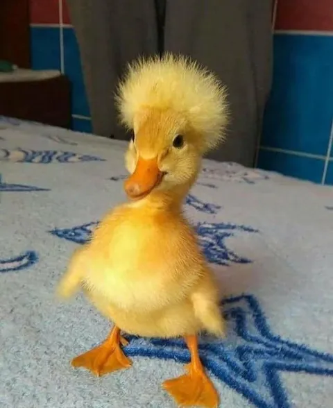stop what you're doing and look at this duck