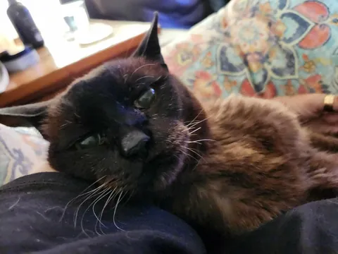 Saying goodbye to Oscar after 22.5 years