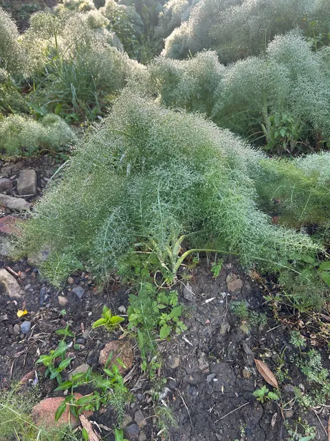 What is growing near my house? Friendly Fennel?