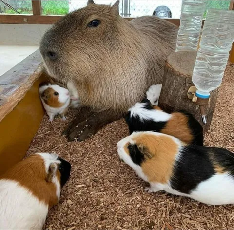 Isn't a Capybara just a dire-guinea pig?