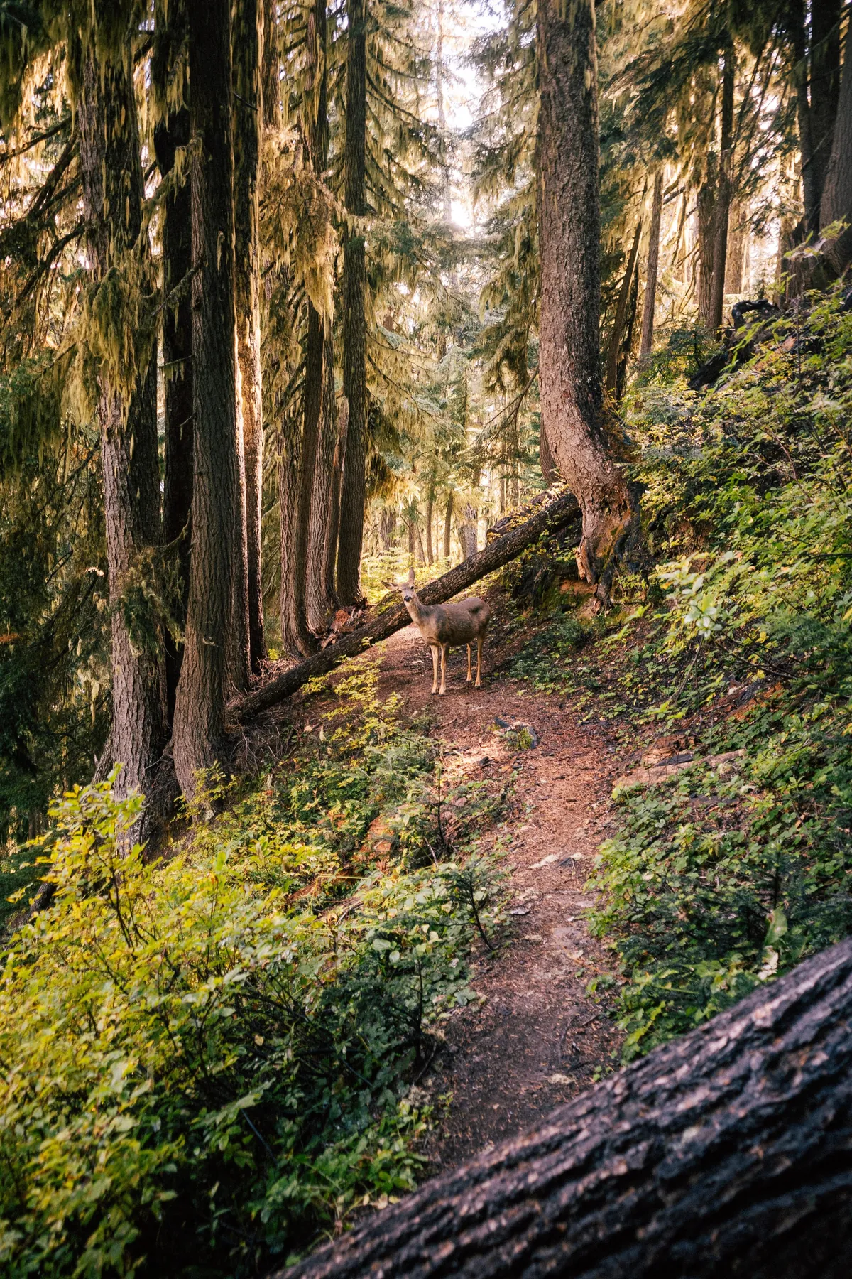 I hiked 2650 miles from Mexico to Canada on the Pacific Crest Trail