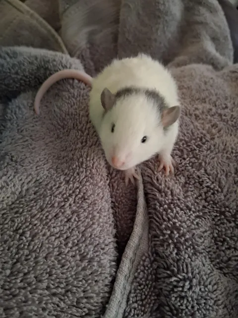 Is my new baby, Coconut 🥥 a curly hair rat?