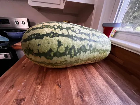 My first watermelon!