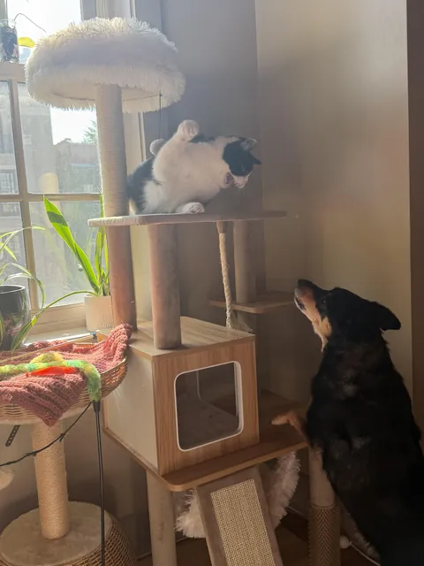 Just moved in with my girlfriend and her cat and things are going great 😅