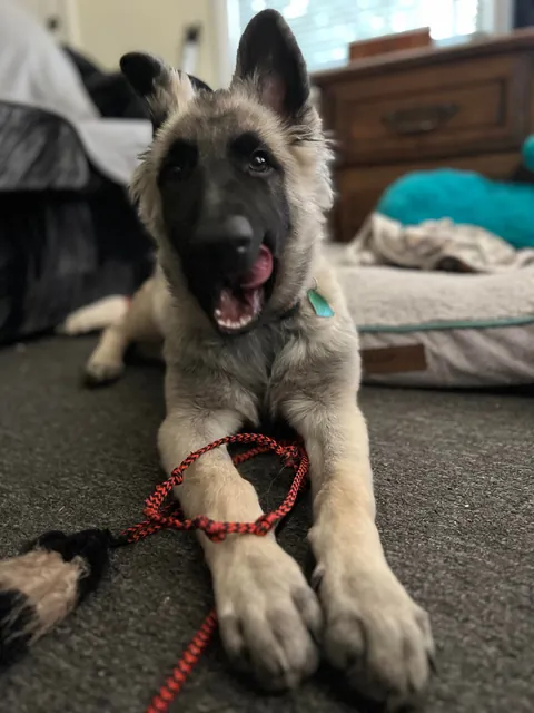 As requested heres a slew of photos of my found stray Kai Guy 😜(not sure breed mix?)