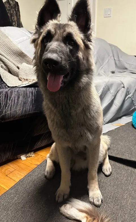 As requested heres a slew of photos of my found stray Kai Guy 😜(not sure breed mix?)