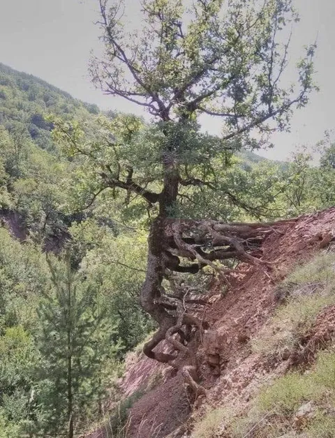 🔥 Ever seen a tree climb a hill? Yes you have.