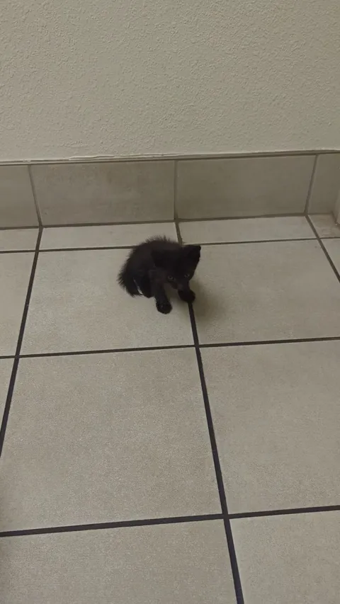 Pulled this little void out of an engine compartment today. This is him at urgent care veterinary. Buddies wife gave him forever home. WARNING LOUD. 