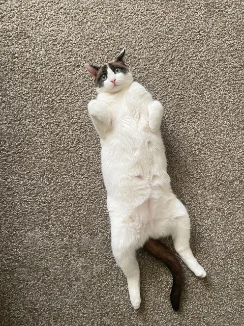 Drop your cats in their silliest positions !!!!