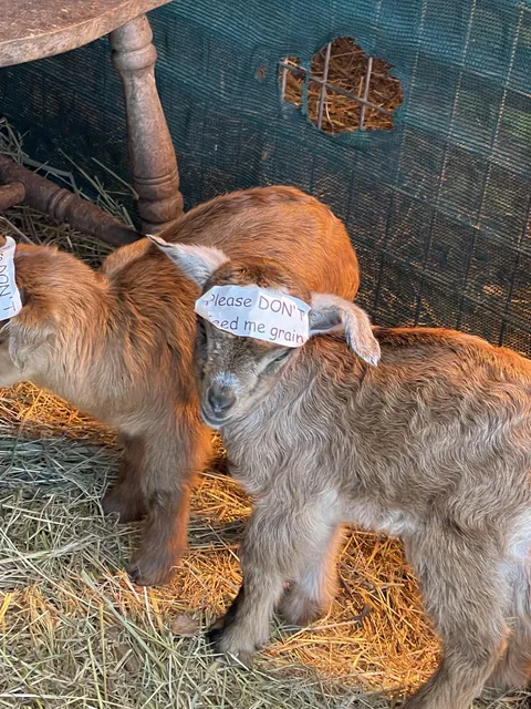 Feeding warning attached to baby goat’s horns