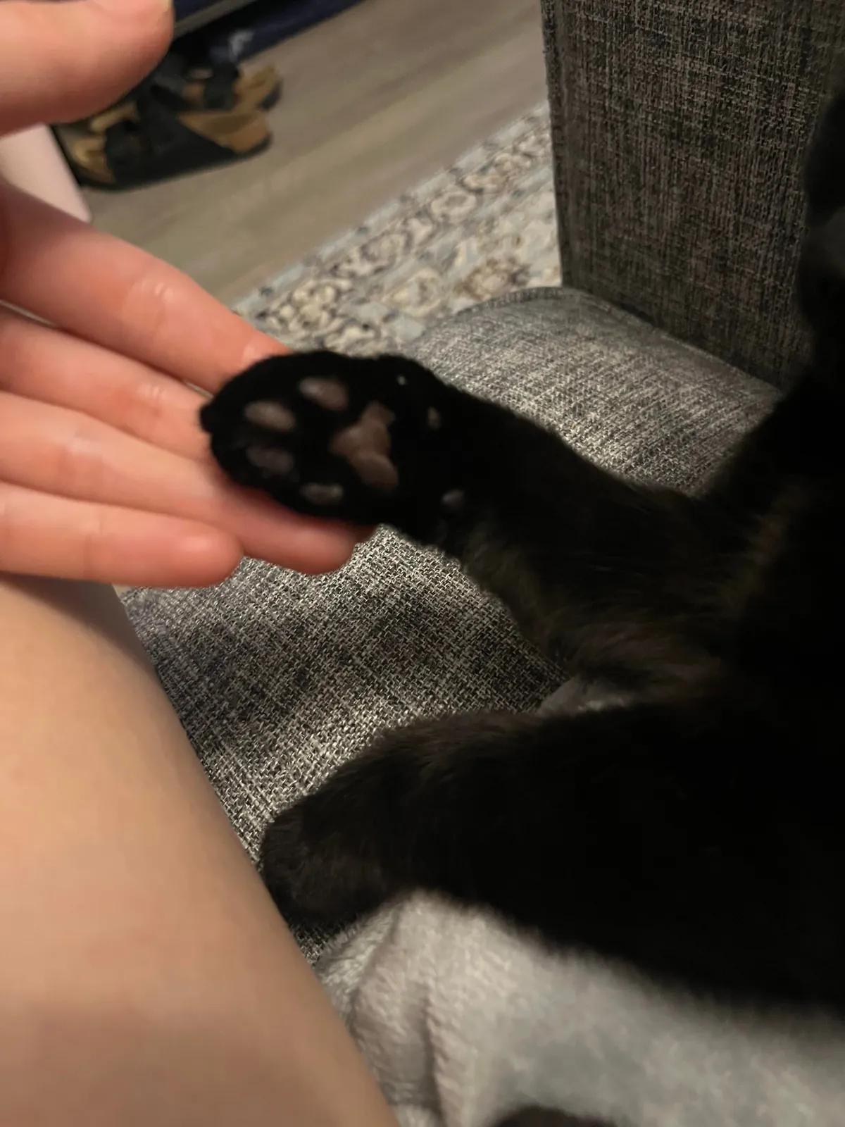 Who said black cats don’t photograph well? 🤔