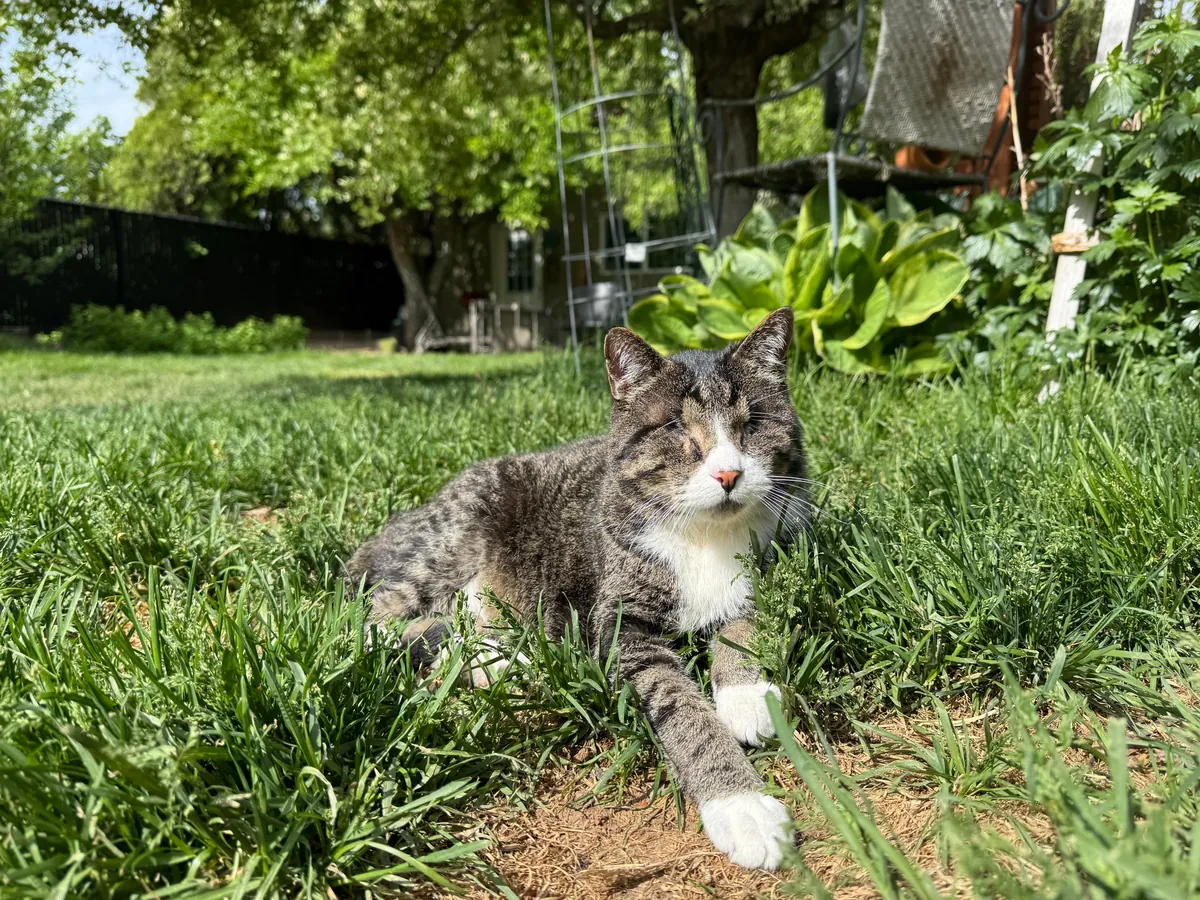 Am I mean to my blind cat?