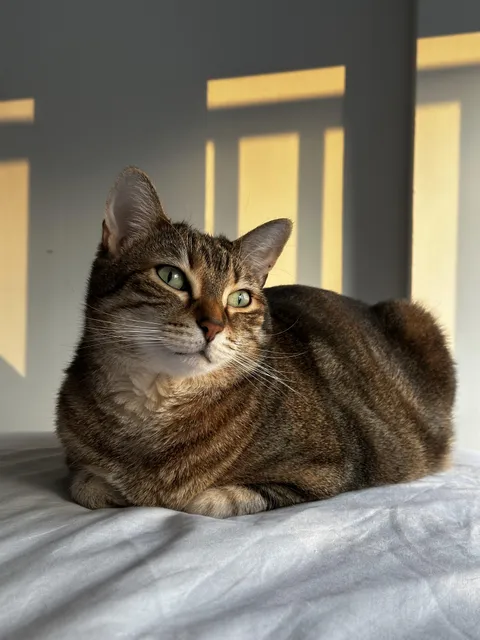 What’s the photo you show people when you say “this is my cat”?