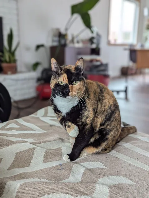 This cat I'm petsitting has a checkerboard face!