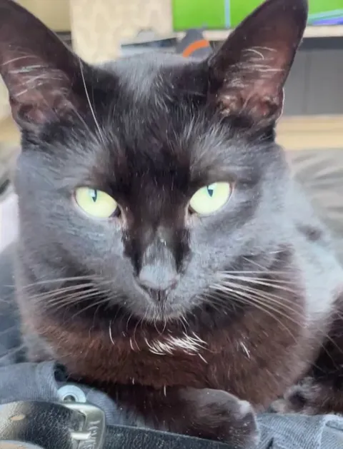 My boy slowblinking back at me for longer than he’s comfortable with 😅