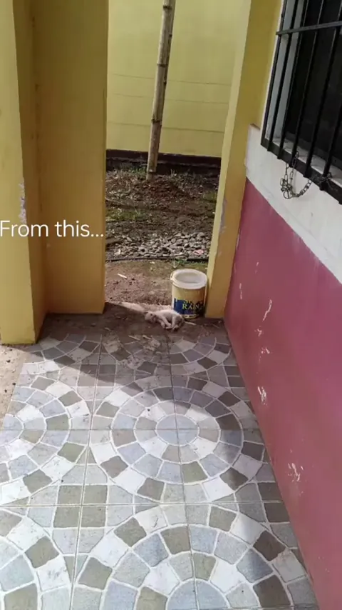 one day this stray kitten arrived on my porch.