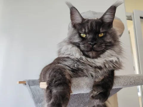 Théoden turned 1 year old.