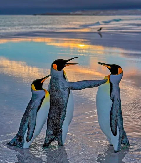 🔥 The Nikon Comedy Wildlife Awards 2024