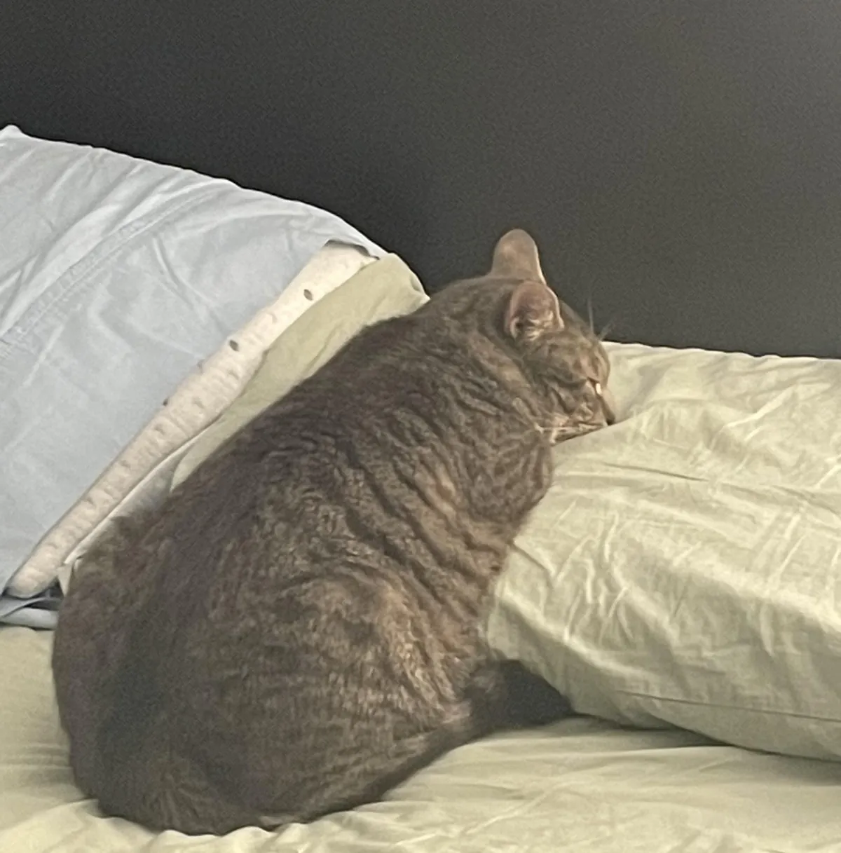 I come home to her asleep on my pillow frequently