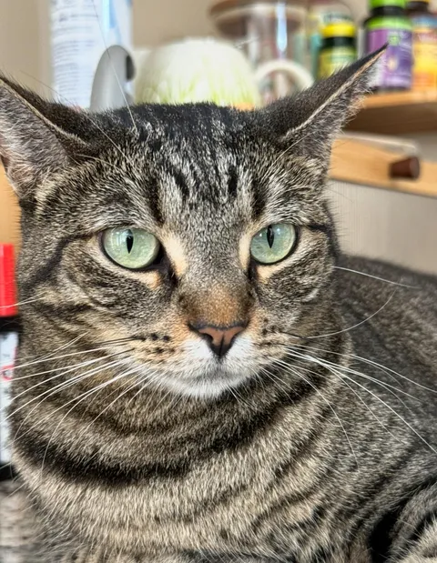 What color is this cat? Gf and I are arguing (you can only choose one color)