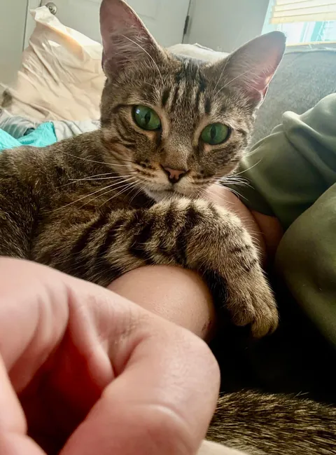 Hard to believe she showed up on my door step a year ago. My sweet Christmas cat.