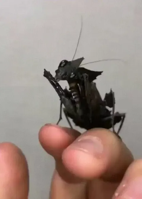 🔥 Phyllocrania Paradoxa - Black Ghost Mantis - Not always black, but this one is. 🔥