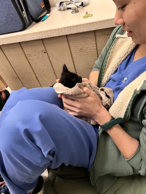 My husband spotted a box stuck under a truck driving through a parking lot in Burnaby, BC. He flagged the driver down and helped get the box unstuck. When he opened it, he found three tiny babies inside!