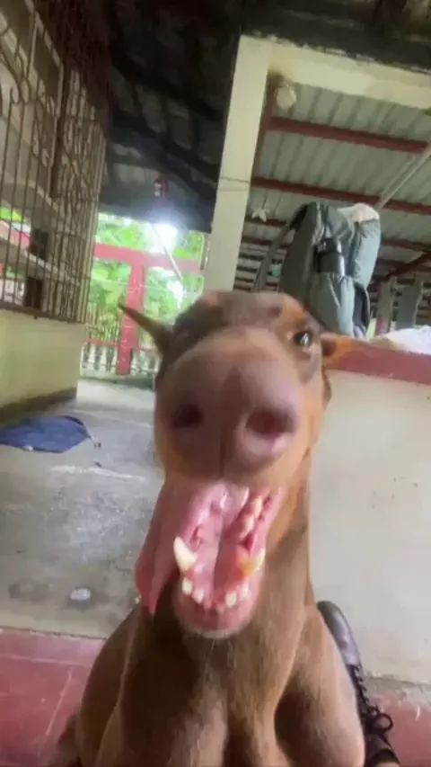 Ear rubs deactivate long boy