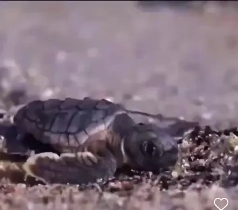 It's illegal to help baby sea turtles escape predators if u don't have a permit. If you see this happening before your eyes, are you interfering or respect the natural order of things ?