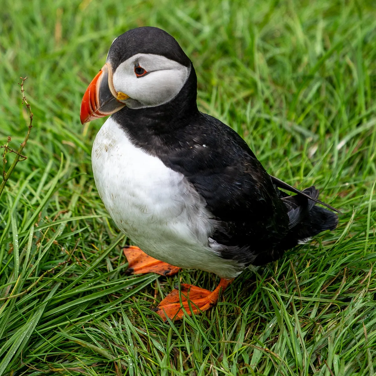 ITAP of a puffin in Iceland