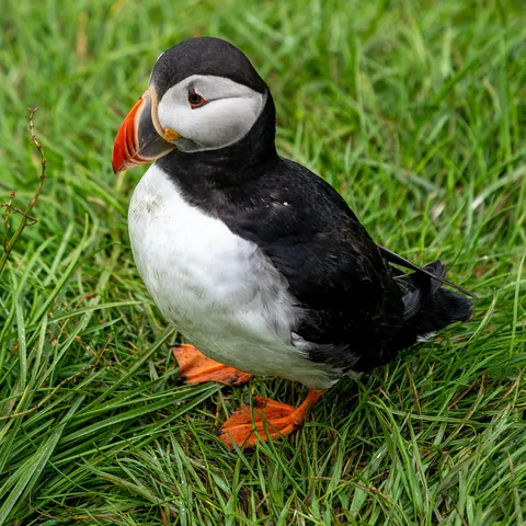 ITAP of a puffin in Iceland