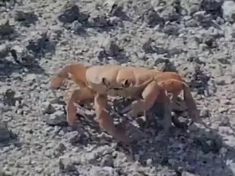 Just a Crab... Casually Pulling Off its Claw