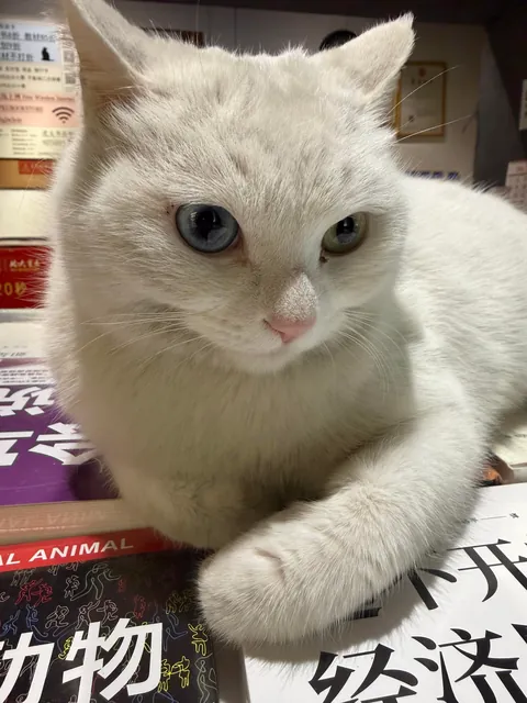 Meet the super cute resident white cat at our school bookstore（Peking University，China）