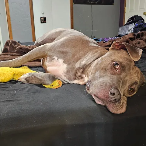 Just a good boy and his duck