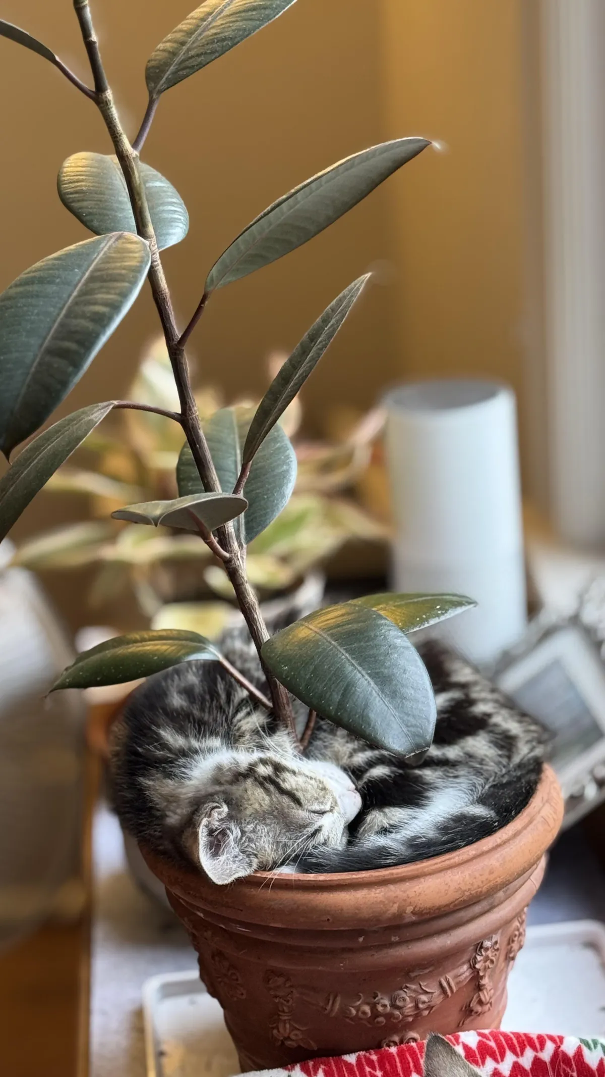 My kitten found an odd place to sleep