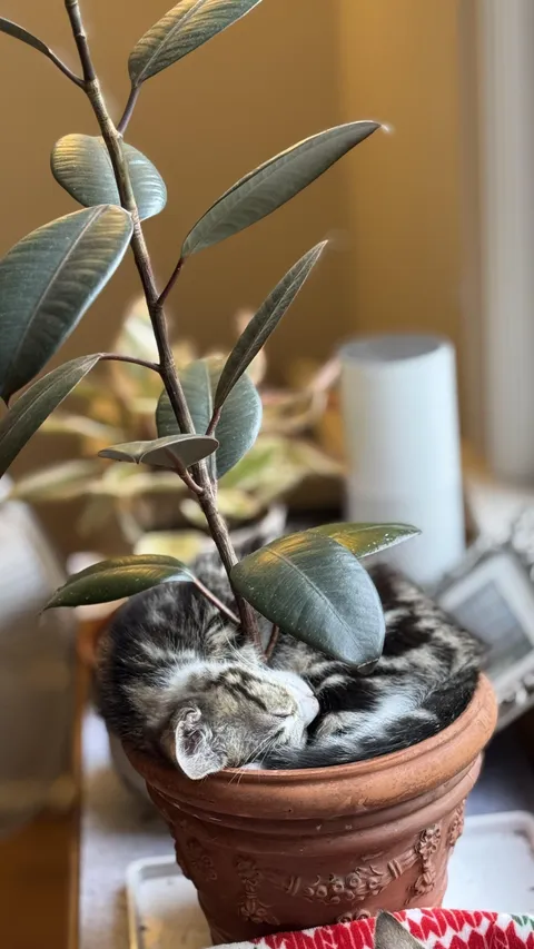 My kitten found an odd place to sleep