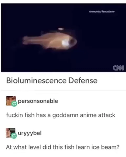 🔥 Fish with a Street Fighter attack