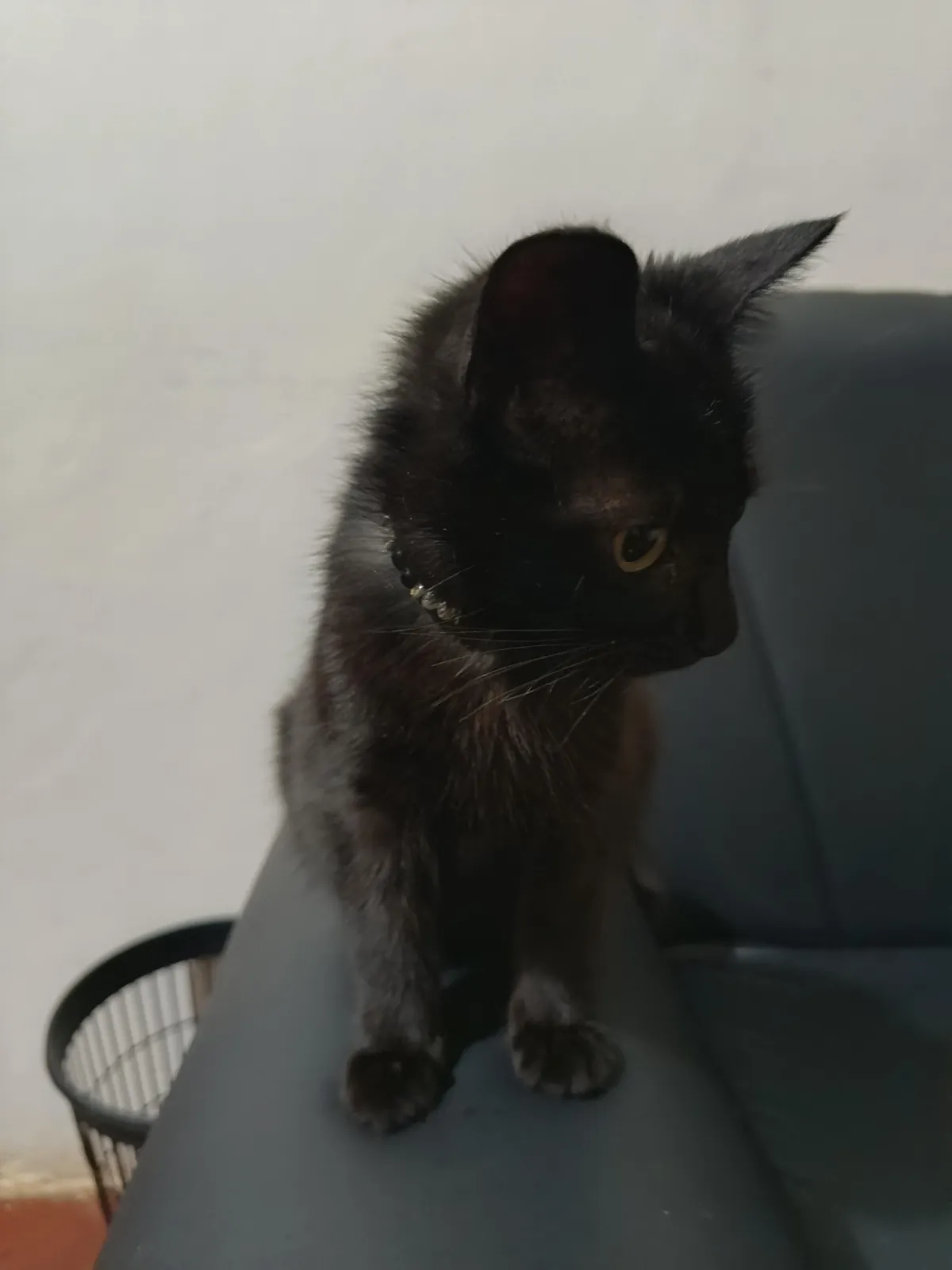 I adopted her 6 months ago, she's growing super well