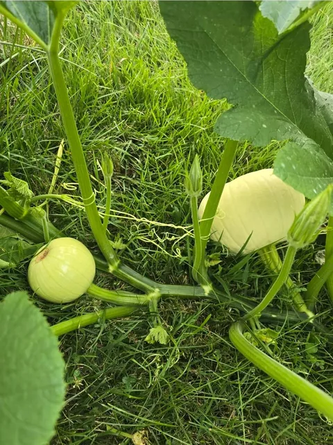 A squirell pooped pumpkin seeds on the side of my yard last fall, and I got a surprise pumpkin patch this year. Didn't even water them until late august when the rain stopped. Best zero effort pumpkin-surprise ever.