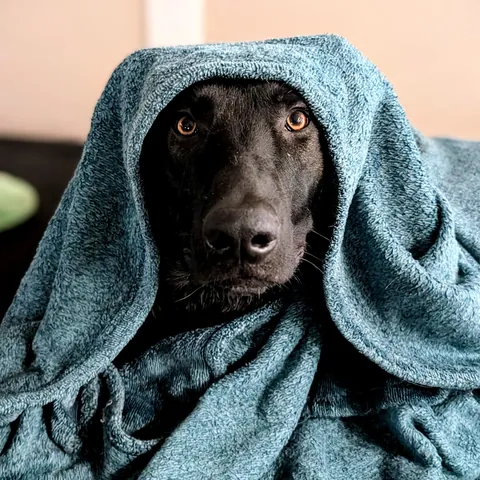 He babushka now 🧣