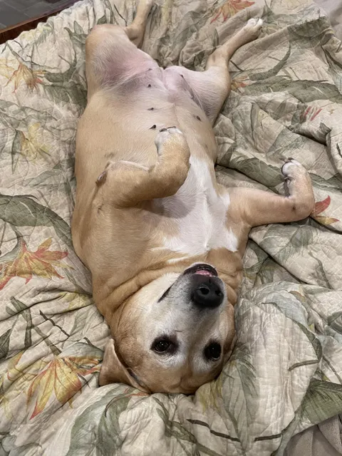 My sweet rescue from the woods has become my heart