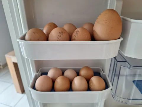 The chicken was louder than usual. I understand now