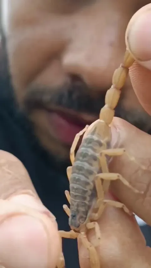 This is how Scorpion Sting Works
